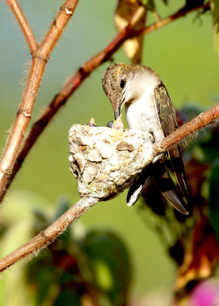 Colibri rubis-topaze