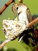 Ruby-topaz Hummingbird