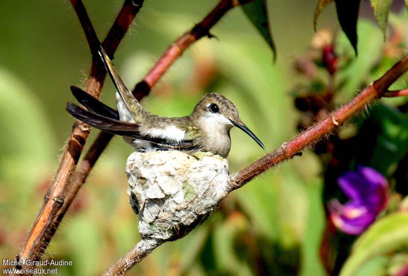 Ruby-topaz Hummingbird female adult, Reproduction-nesting