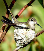 Colibri rubis-topaze