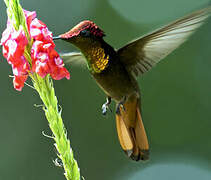 Ruby-topaz Hummingbird