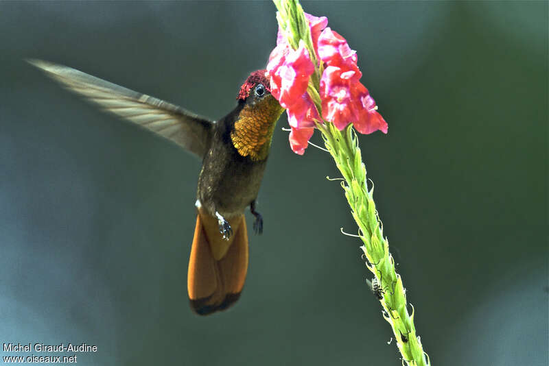 Ruby-topaz Hummingbird male adult, pigmentation, Flight, eats