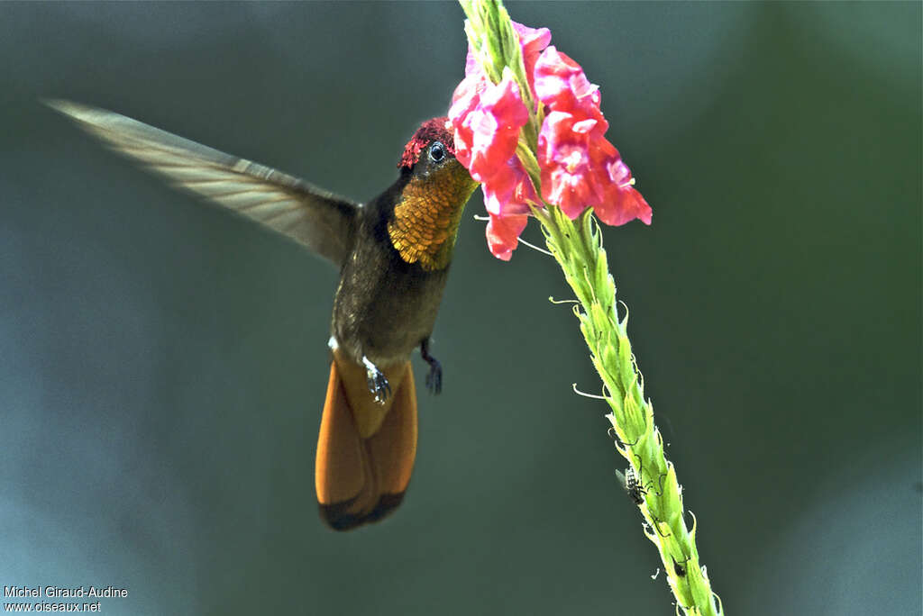 Colibri rubis-topaze mâle adulte, pigmentation, Vol, mange