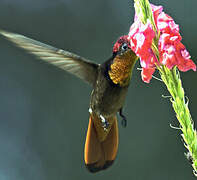 Ruby-topaz Hummingbird