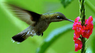 Colibri rubis-topaze