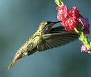 Colibri rubis-topaze