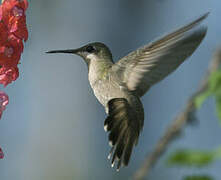 Colibri rubis-topaze