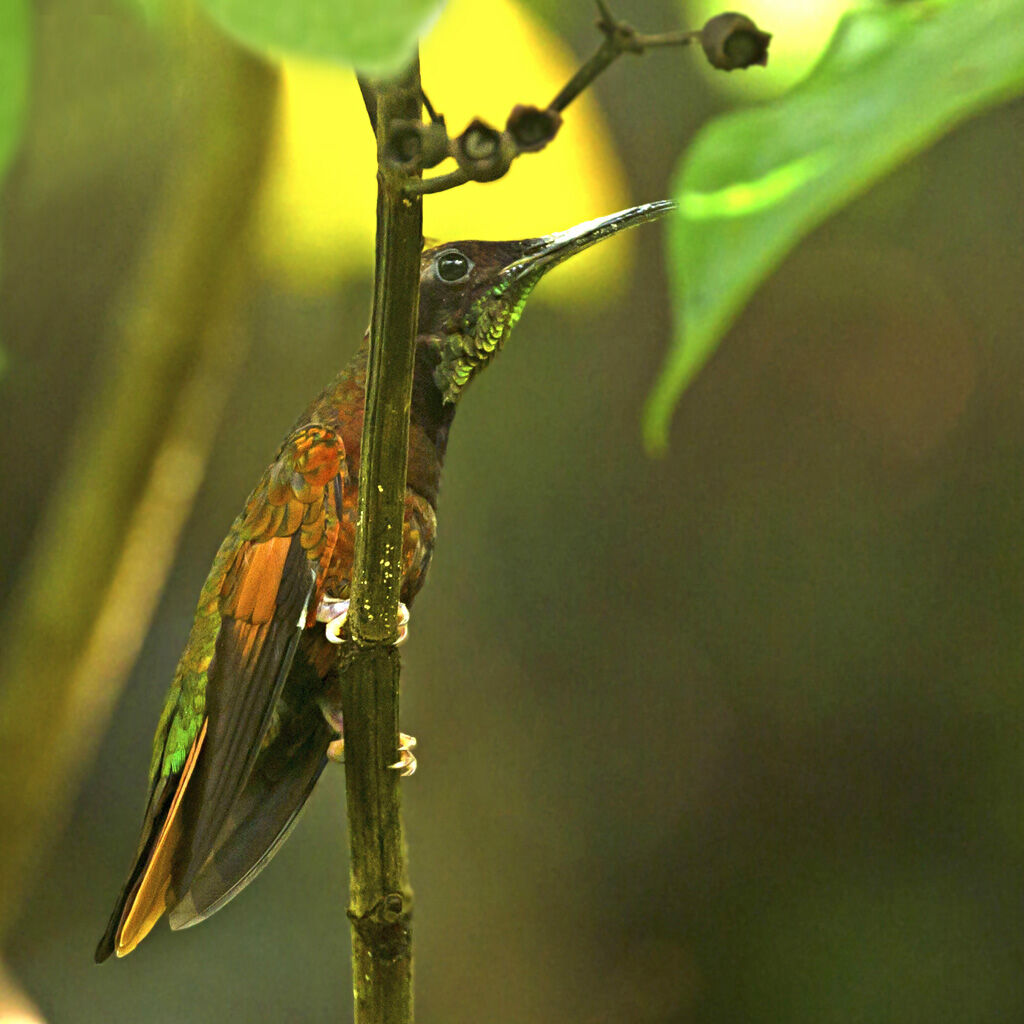 Crimson Topaz male adult