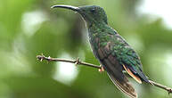 Colibri topaze