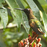 Colibri topaze