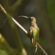 Colibri topaze