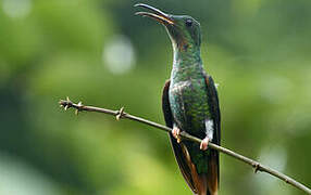 Colibri topaze