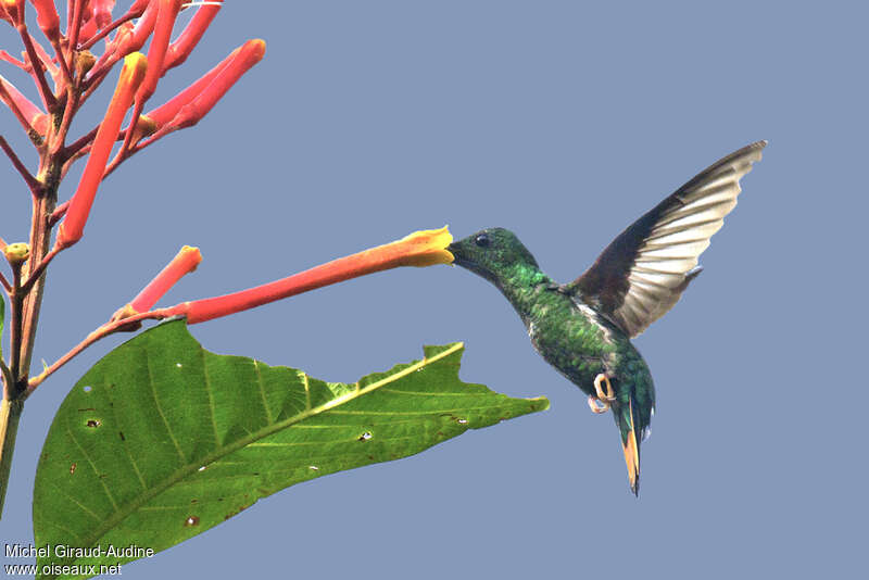 Colibri topaze femelle adulte, Vol, régime, mange