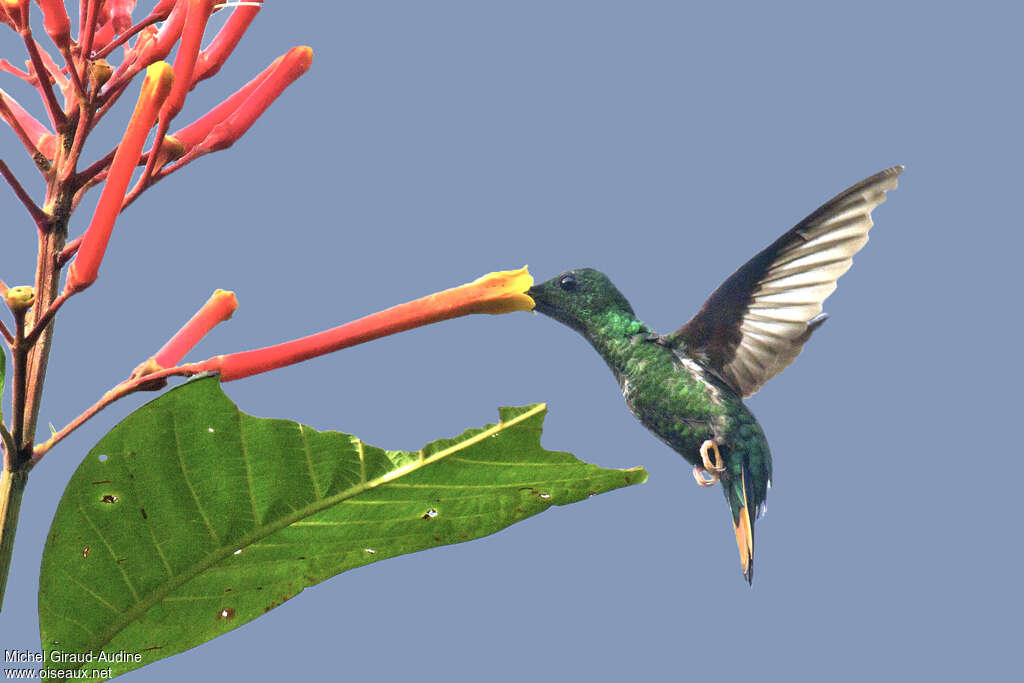 Crimson Topaz female adult, Flight, feeding habits, eats