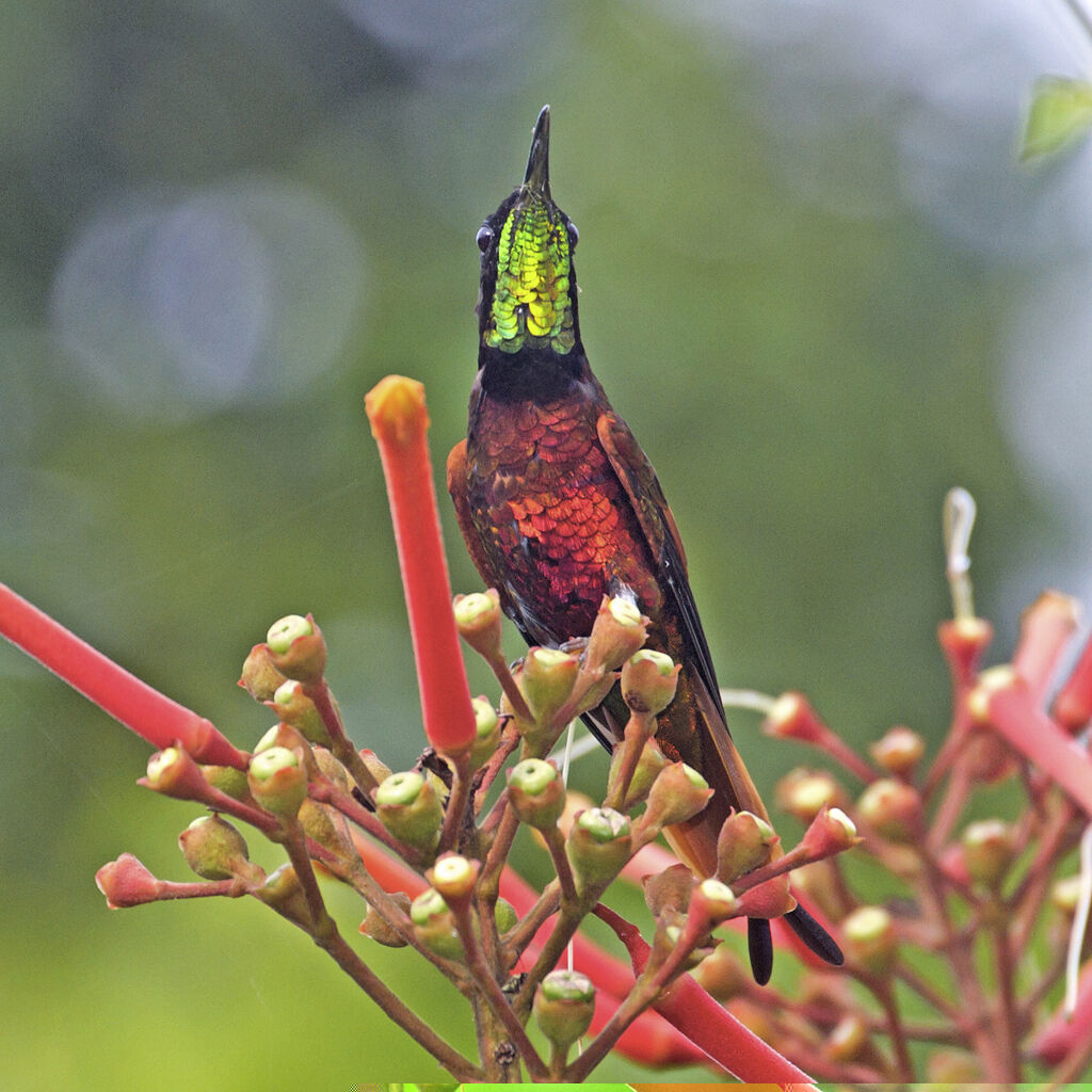 Colibri topaze mâle adulte