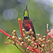 Colibri topaze