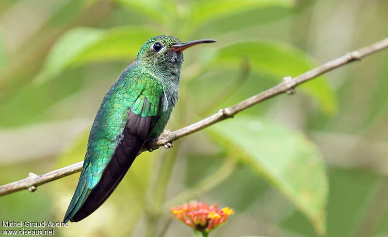Colibri tout-vert mâle immature, identification