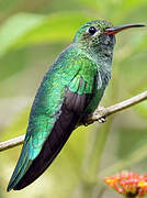 Green-tailed Goldenthroat