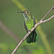 Green-tailed Goldenthroat