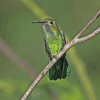 Colibri tout-vert