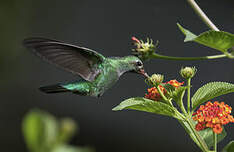 Colibri tout-vert