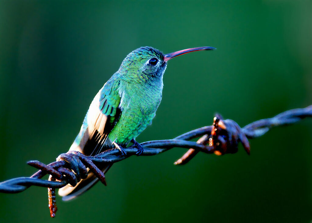 Colibri tout-vert