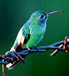 Colibri tout-vert