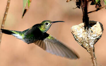 Colibri tout-vert