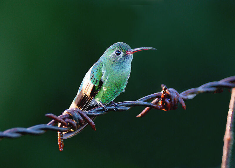 Colibri tout-vert