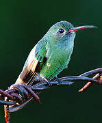 Green-tailed Goldenthroat