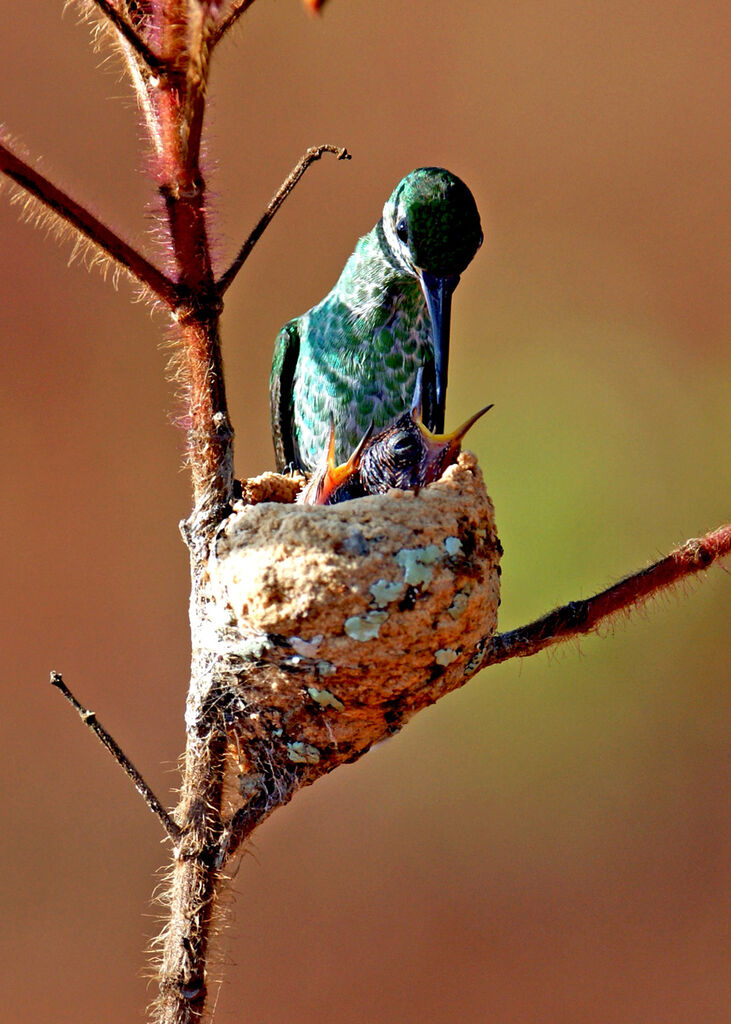 Colibri tout-vert, Nidification