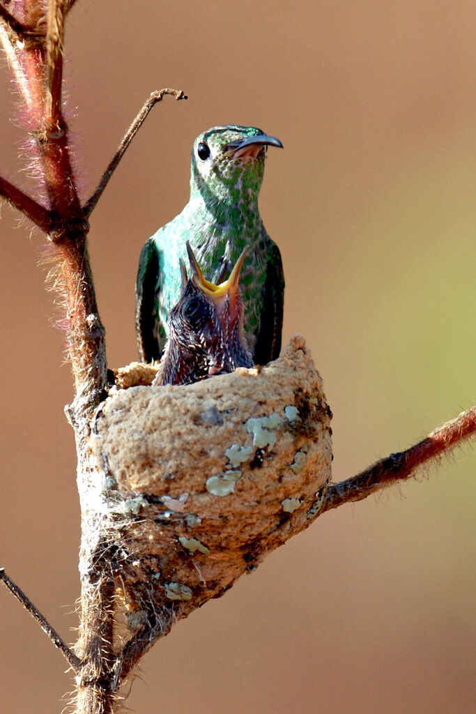 Green-tailed Goldenthroat