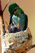 Green-tailed Goldenthroat