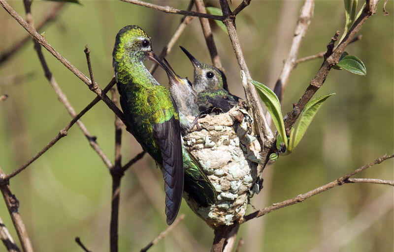 Green-tailed Goldenthroat, Reproduction-nesting