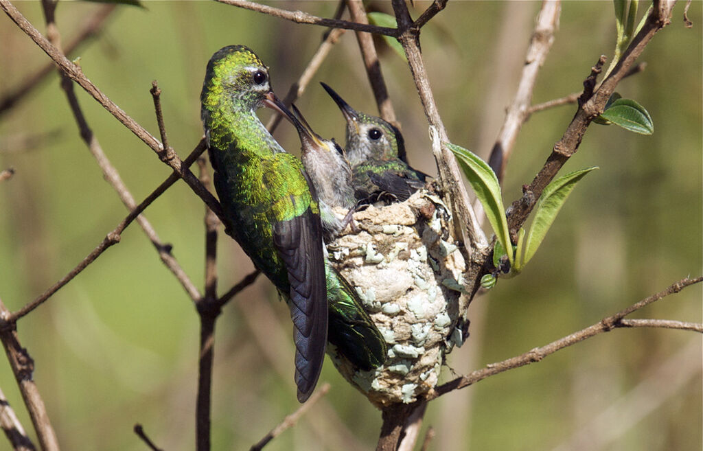 Colibri tout-vert, Nidification