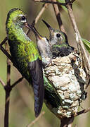 Green-tailed Goldenthroat