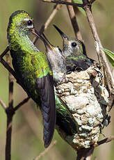 Colibri tout-vert