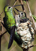 Colibri tout-vert