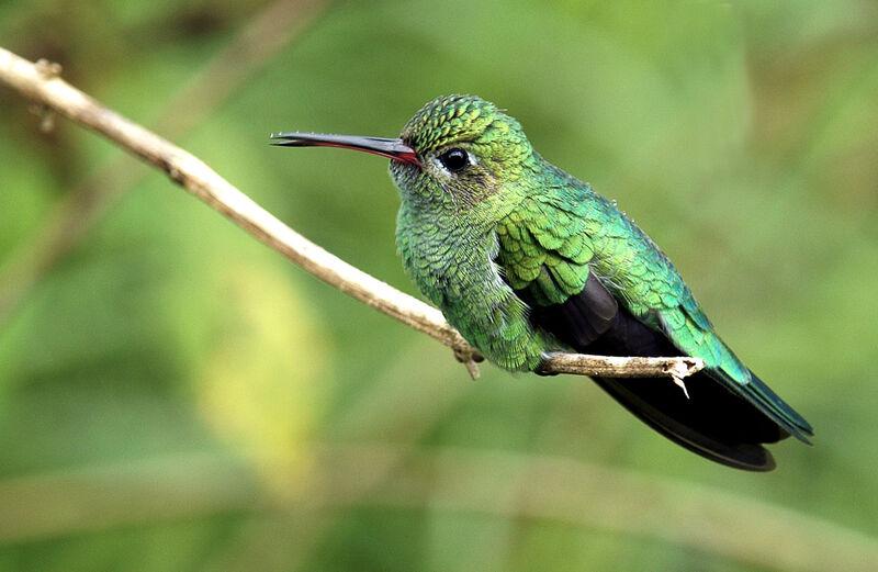 Colibri tout-vert mâle adulte