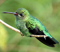 Colibri tout-vert