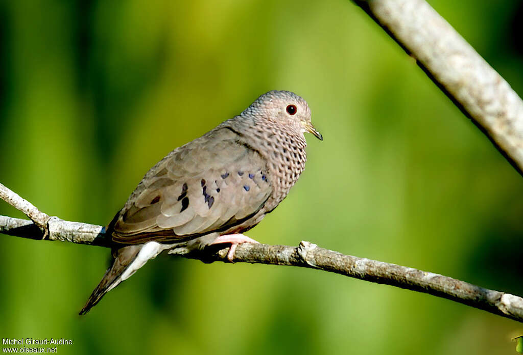 Common Ground Dove male adult, pigmentation, song