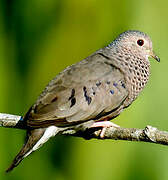 Common Ground Dove