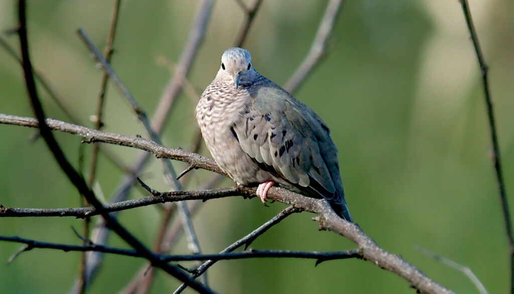 Common Ground Dove, identification