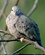 Common Ground Dove