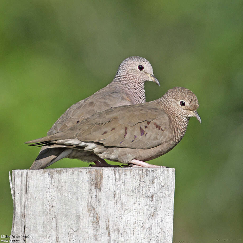 Colombe à queue noireadulte, pigmentation