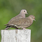 Common Ground Dove