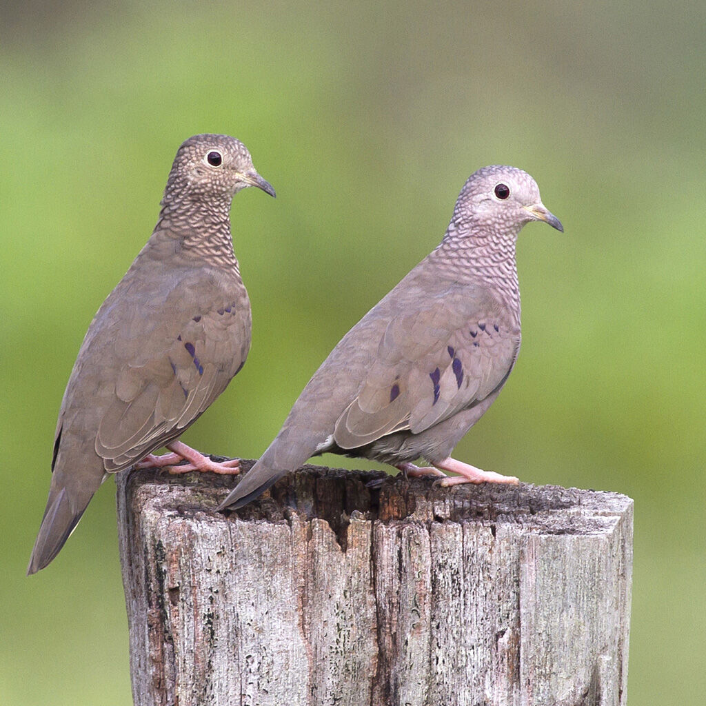 Common Ground Dove 