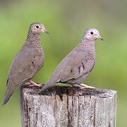 Common Ground Dove