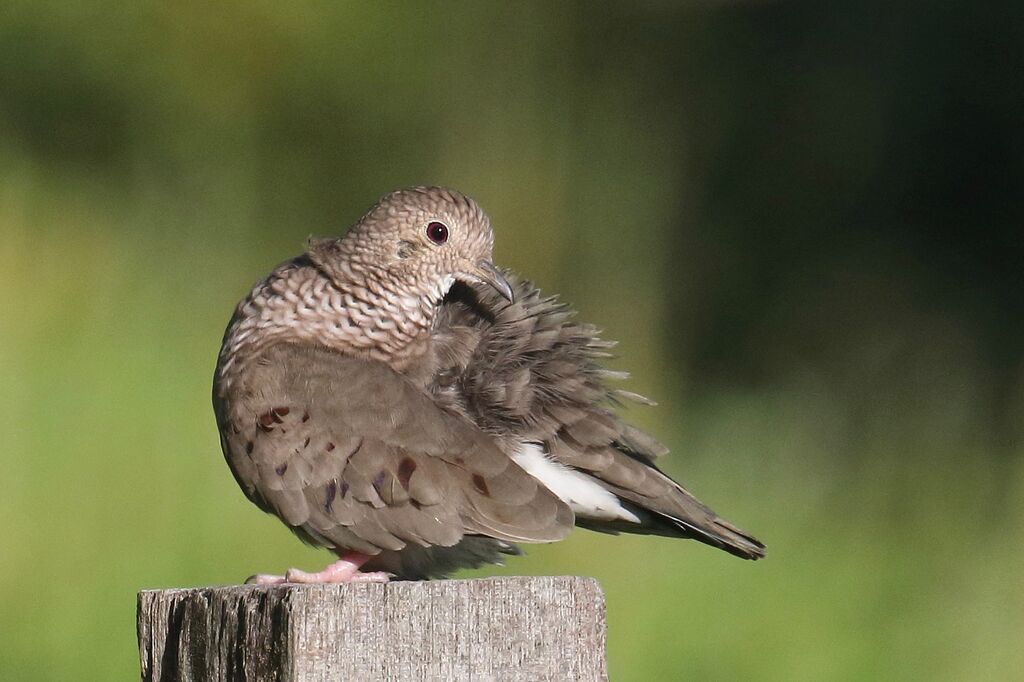 Common Ground Dove