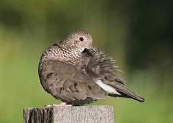 Common Ground Dove